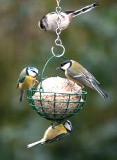 Cj Giant Fat Ball Feeder